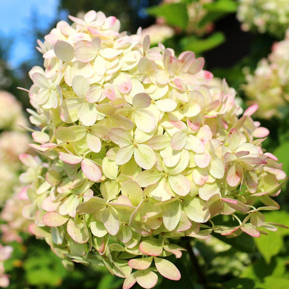 Syrinhortensia Grandiflora