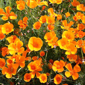 Californiavalmue | Frø