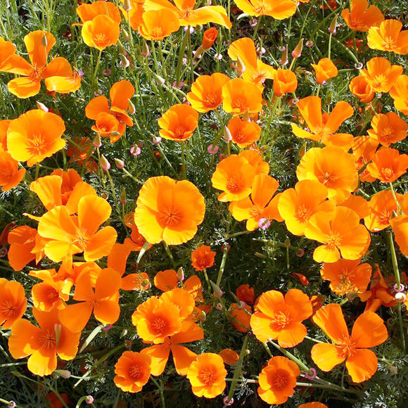 Californiavalmue | Frø