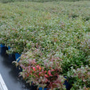 Amerikanske blåbær er vidunderlig på smak og bærer enormt store blåbær på store busker. De er superenkle å dyrke og bærer veldig sunne bær. De er supre å fryse og ta frem til kaker og smoothies. North Country er samtidig en veldig god bunndekker.