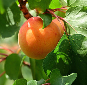 Aprikosene er fristende gule med et vakkert rødt skjær på solsiden. De er svært attraktive og innbydende. Harlayne er kjent for sitt vakre utseende. I april og mai gleder treet deg med hvite blomster med et rosa skjær over seg. Aprikosene smaker kjempegodt som dessert eller syltetøy eller rett og slett som en sunn frisk frukt.