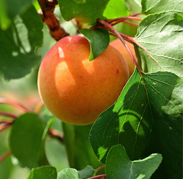 Aprikosene er fristende gule med et vakkert rødt skjær på solsiden. De er svært attraktive og innbydende. Harlayne er kjent for sitt vakre utseende. I april og mai gleder treet deg med hvite blomster med et rosa skjær over seg. Aprikosene smaker kjempegodt som dessert eller syltetøy eller rett og slett som en sunn frisk frukt.