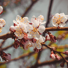 Aprikosene er fristende gule med et vakkert rødt skjær på solsiden. De er svært attraktive og innbydende. Harlayne er kjent for sitt vakre utseende. I april og mai gleder treet deg med hvite blomster med et rosa skjær over seg. Aprikosene smaker kjempegodt som dessert eller syltetøy eller rett og slett som en sunn frisk frukt.
