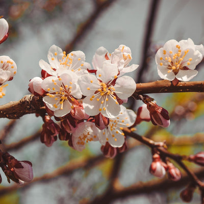Aprikosene er fristende gule med et vakkert rødt skjær på solsiden. De er svært attraktive og innbydende. Harlayne er kjent for sitt vakre utseende. I april og mai gleder treet deg med hvite blomster med et rosa skjær over seg. Aprikosene smaker kjempegodt som dessert eller syltetøy eller rett og slett som en sunn frisk frukt.