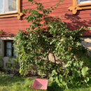 Aprikosene er fristende gule med et vakkert rødt skjær på solsiden. De er svært attraktive og innbydende. Harlayne er kjent for sitt vakre utseende. I april og mai gleder treet deg med hvite blomster med et rosa skjær over seg. Aprikosene smaker kjempegodt som dessert eller syltetøy eller rett og slett som en sunn frisk frukt.