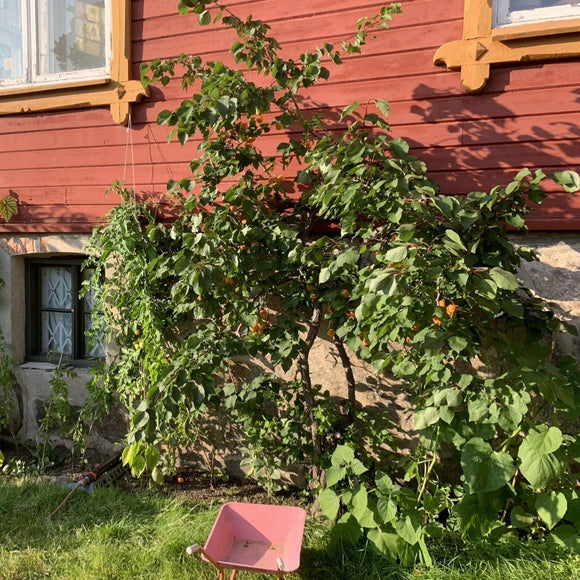 Aprikosene er fristende gule med et vakkert rødt skjær på solsiden. De er svært attraktive og innbydende. Harlayne er kjent for sitt vakre utseende. I april og mai gleder treet deg med hvite blomster med et rosa skjær over seg. Aprikosene smaker kjempegodt som dessert eller syltetøy eller rett og slett som en sunn frisk frukt.