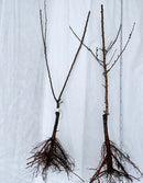 Aprikosene er fristende gule med et vakkert rødt skjær på solsiden. De er svært attraktive og innbydende. Harlayne er kjent for sitt vakre utseende. I april og mai gleder treet deg med hvite blomster med et rosa skjær over seg. Aprikosene smaker kjempegodt som dessert eller syltetøy eller rett og slett som en sunn frisk frukt.