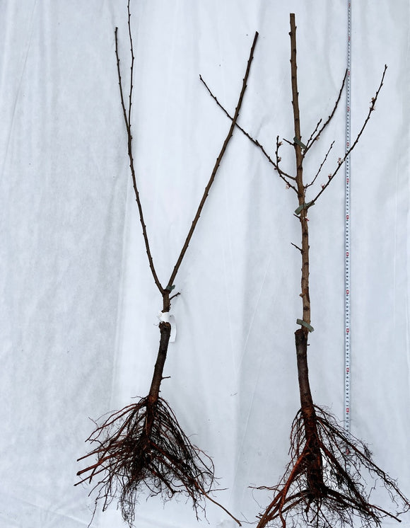 Aprikosene er fristende gule med et vakkert rødt skjær på solsiden. De er svært attraktive og innbydende. Harlayne er kjent for sitt vakre utseende. I april og mai gleder treet deg med hvite blomster med et rosa skjær over seg. Aprikosene smaker kjempegodt som dessert eller syltetøy eller rett og slett som en sunn frisk frukt.