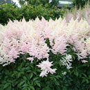 Astilbe Lys Isrosa