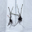 Bjørnebær 'Loch Ness'