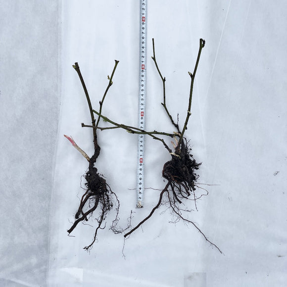 Bjørnebær 'Loch Ness'