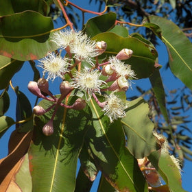 Eucalyptus