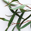 Eucalyptus
