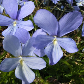 Hornfiol Boughton Blue