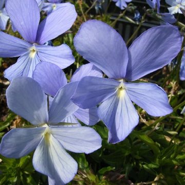 Hornfiol Boughton Blue