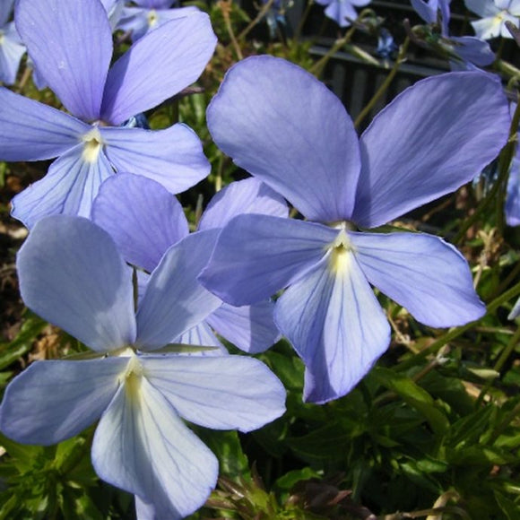 Hornfiol Boughton Blue