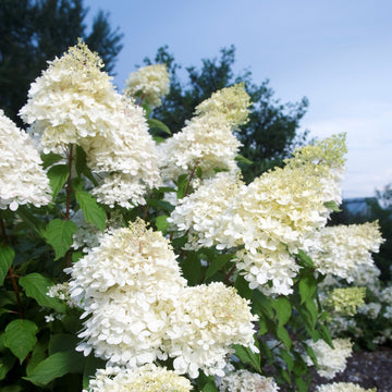 Syrinhortensia 'Phantom'