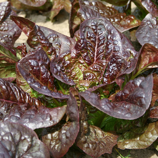 Salat 'Little Lepracaun' - Frø
