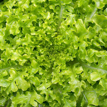 Plukksalat 