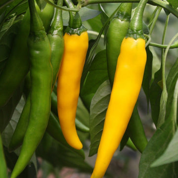 Chili
