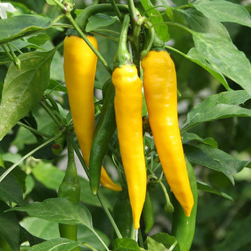 Chili