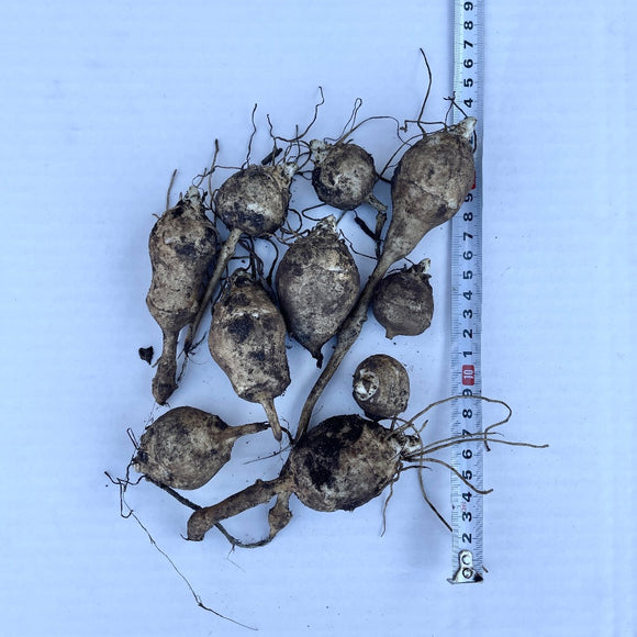 Jordskokk 10stk setteknoller