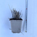 Kinagress Silke - Prydgress