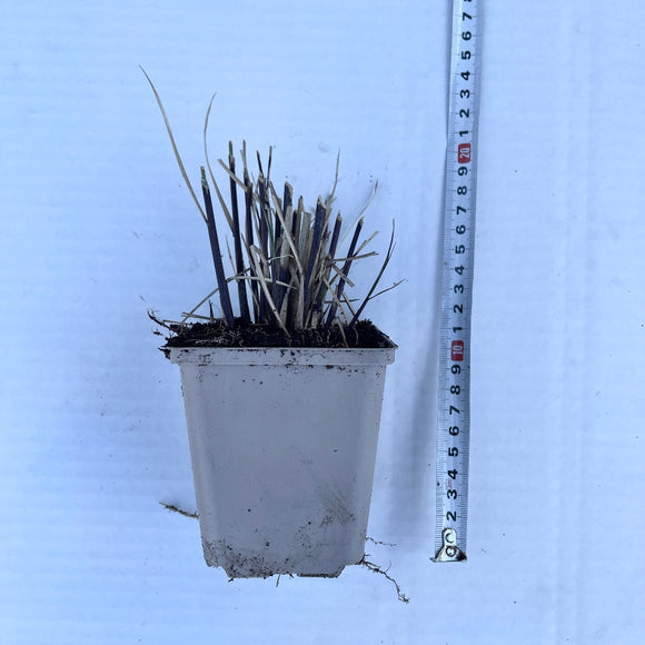 Kinagress Silke - Prydgress