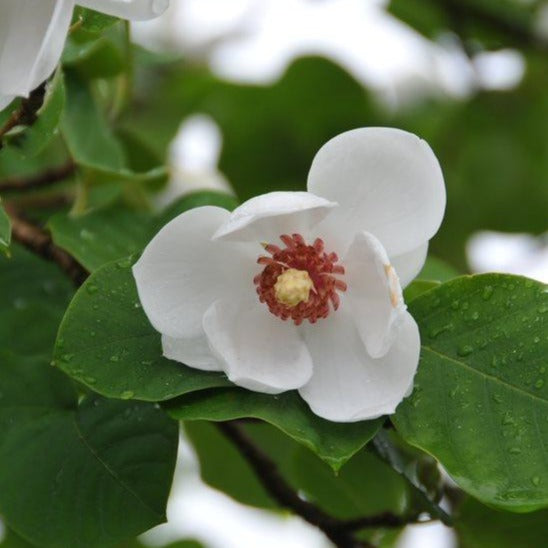 Magnolia Hvit - Junimagnolia