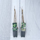 Minikiwi hann og hunn 