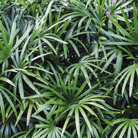Rhapis excelsa Frø