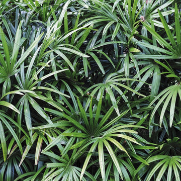 Rhapis excelsa Frø