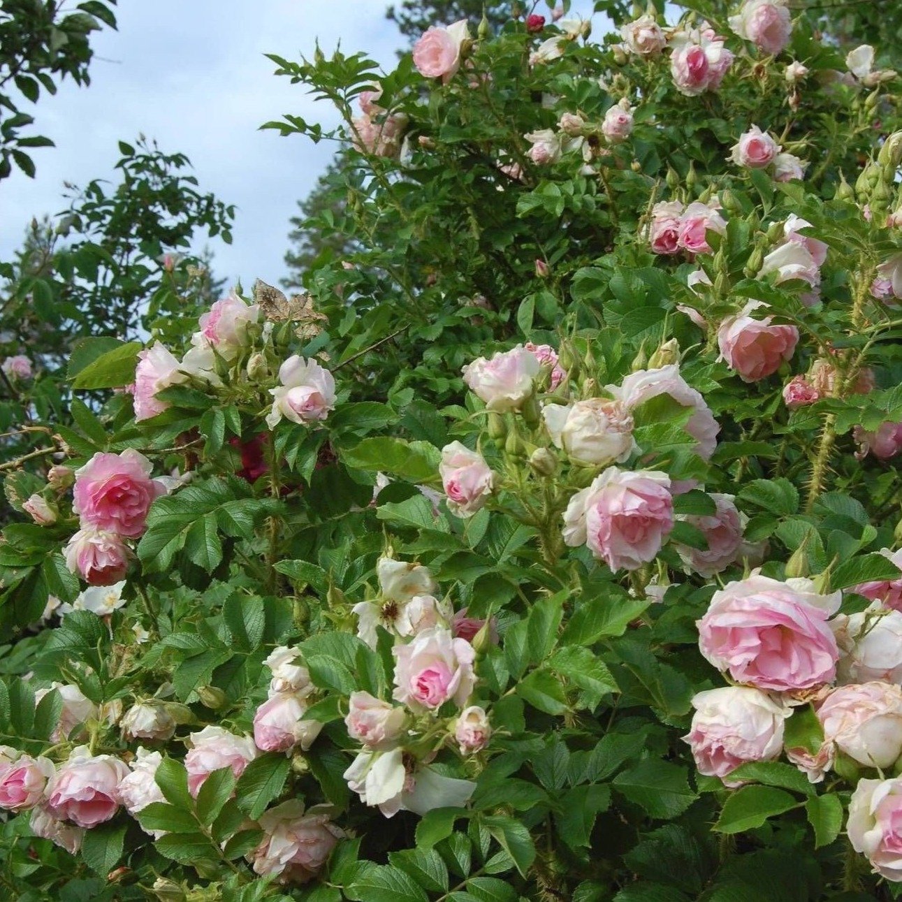 Rose 'Ritausma'