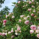 Rose 'Ritausma'