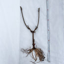 Svarthyll 'Haschberg'