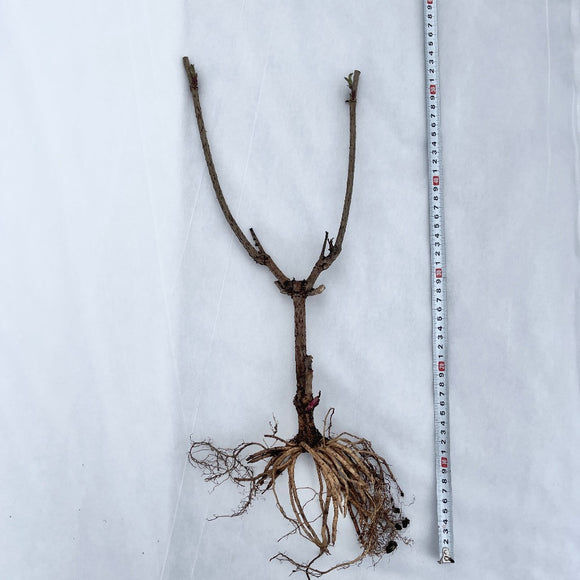 Svarthyll 'Haschberg'