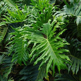 Thaumatophyllum bipinnatifidum