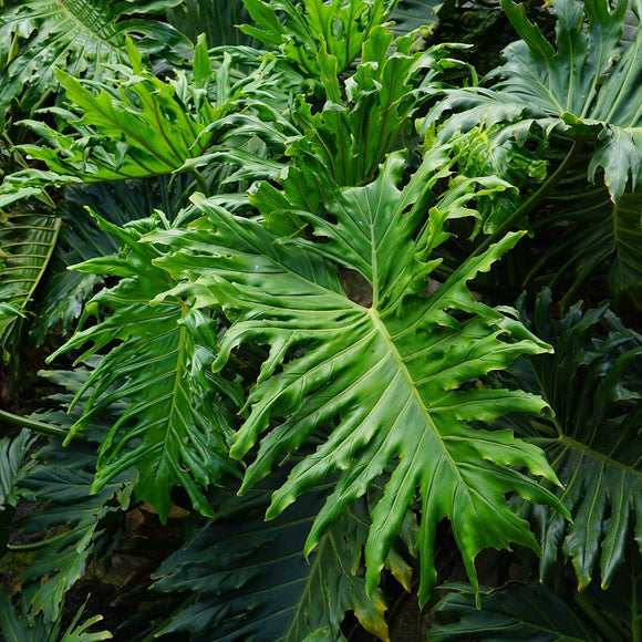 Thaumatophyllum bipinnatifidum