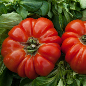 Tomat Biff - Frø - 0