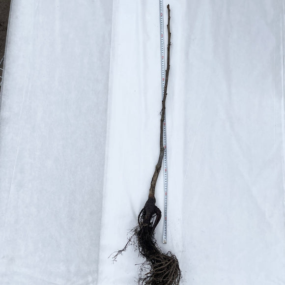 Valnøtt ´Broadview´