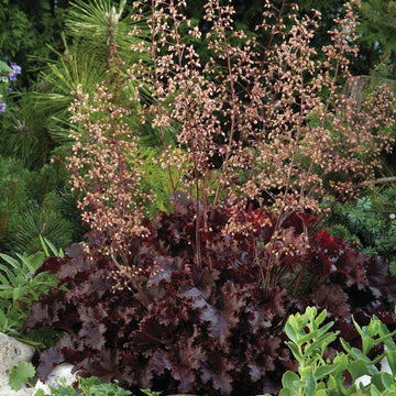 Alunrot blodburgunder eller marmoralunrot er svært gode bunndekkere, og spesielt disse med sine kraftige burgunderfargede og store blader. De gir en vidunderlig flott kontrast til de fleste andre stauder.