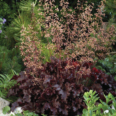 Alunrot blodburgunder eller marmoralunrot er svært gode bunndekkere, og spesielt disse med sine kraftige burgunderfargede og store blader. De gir en vidunderlig flott kontrast til de fleste andre stauder.