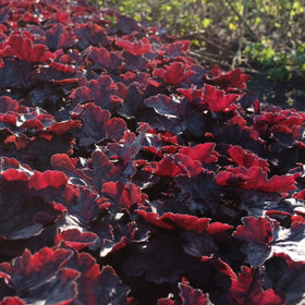 Alunrot blodburgunder eller marmoralunrot er svært gode bunndekkere, og spesielt disse med sine kraftige burgunderfargede og store blader. De gir en vidunderlig flott kontrast til de fleste andre stauder.