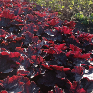 Alunrot blodburgunder eller marmoralunrot er svært gode bunndekkere, og spesielt disse med sine kraftige burgunderfargede og store blader. De gir en vidunderlig flott kontrast til de fleste andre stauder.