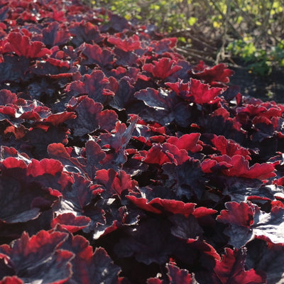 Alunrot blodburgunder eller marmoralunrot er svært gode bunndekkere, og spesielt disse med sine kraftige burgunderfargede og store blader. De gir en vidunderlig flott kontrast til de fleste andre stauder.