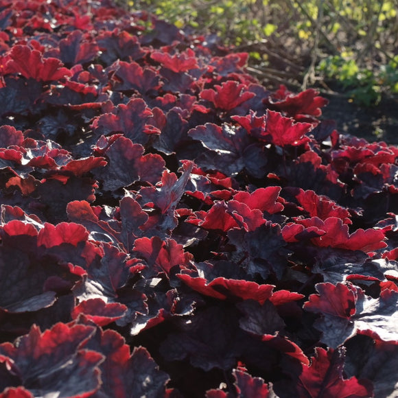 Alunrot blodburgunder eller marmoralunrot er svært gode bunndekkere, og spesielt disse med sine kraftige burgunderfargede og store blader. De gir en vidunderlig flott kontrast til de fleste andre stauder.
