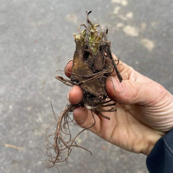 Alunrot blodburgunder eller marmoralunrot er svært gode bunndekkere, og spesielt disse med sine kraftige burgunderfargede og store blader. De gir en vidunderlig flott kontrast til de fleste andre stauder.
