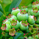 Amerikanske Blåbær 'North Country'