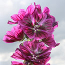 Mauretansk kattost - Frø