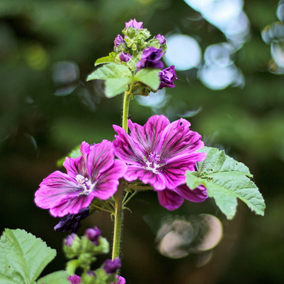 Mauretansk kattost - Frø